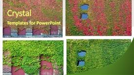  Presentation with ivy - Theme with ivy collage background and a tawny brown colored foreground