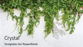  Presentation with ivy - Amazing presentation design having ivy covered fence background backdrop and a white colored foreground