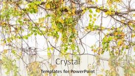  Presentation with ivy - PPT theme having ivy-covered-fence-white-background background and a soft green colored foreground