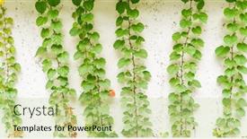  Presentation with ivy - Presentation design featuring ivy-covered-fence-white-background background and a mint green colored foreground