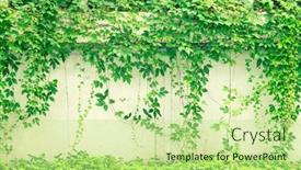  Presentation with ivy - Presentation having ivy-covered-fence-white-background background and a mint green colored foreground