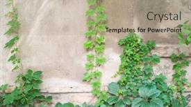  Presentation with ivy - Slide set featuring ivy-creeper-colorful-leaves background and a mint green colored foreground