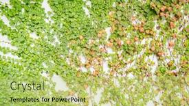  Presentation with ivy - Presentation design featuring ivy-creeper-colorful-leaves background and a yellow colored foreground