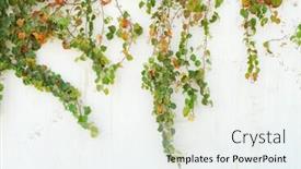  Presentation with ivy - Cool new presentation theme with ivy-green-creeper-plant backdrop and a sky blue colored foreground