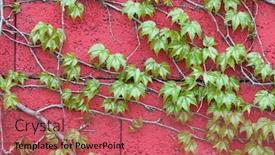  Presentation with grown - Cool new presentation design with ivy grown all over an old wall backdrop and a coral colored foreground