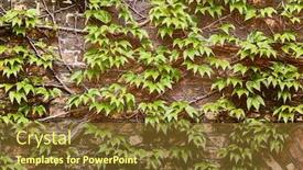  Presentation with grown - Amazing PPT theme having ivy-grown-all-over backdrop and a tawny brown colored foreground