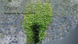  Presentation with ivy - Slide set with ivy hedera plant growing on a stone wall useful as a background background and a seafoam green colored foreground