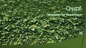  Presentation with green foliage - Theme with ivy hedera wall covered background and a tawny brown colored foreground