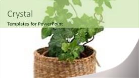  Presentation with white holstein friesian dairy cow - Presentation theme with ivy-in-a-basket background and a mint green colored foreground