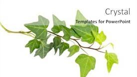  Presentation with ivy - PPT theme enhanced with ivy-isolated-on-a-white background and a white colored foreground