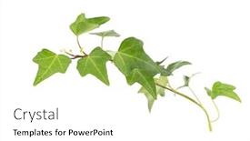  Presentation with ivy - Presentation design consisting of ivy-isolated-on-a-white background and a white colored foreground