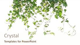  Presentation with ivy - PPT layouts enhanced with ivy-isolated-on-a-white background and a cream colored foreground