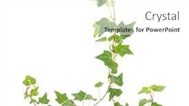  Presentation with ivy - Presentation having ivy-isolated-on-a-white background and a white colored foreground