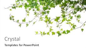  Presentation with ivy - Amazing theme having ivy-isolated-on-a-white backdrop and a white colored foreground