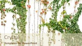  Presentation with ivy - Amazing presentation theme having ivy-isolated-on-a-white backdrop and a soft green colored foreground