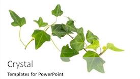  Presentation with ivy - Colorful presentation theme enhanced with ivy-isolated-on-a-white backdrop and a white colored foreground