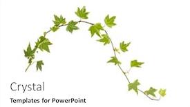 Presentation with ivy - PPT layouts featuring ivy-isolated-on-a-white background and a white colored foreground