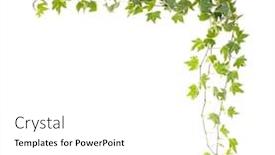  Presentation with ivy - Theme enhanced with ivy-isolated-on-a-white background and a white colored foreground