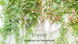  Presentation with ivy - PPT theme having ivy-isolated-on-a-white background and a mint green colored foreground