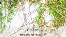  Presentation with monarch butterfly isolated on white - Slides enhanced with ivy-isolated-on-a-white background and a soft green colored foreground