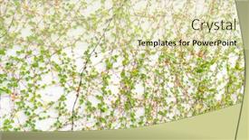  Presentation with ivy - PPT theme enhanced with ivy-isolated-on-a-white background and a soft green colored foreground