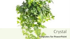  Presentation with green ivy plant hedera helix - Amazing slide set having ivy-isolated-on-a-white backdrop and a soft green colored foreground