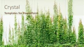  Presentation with ivy - Audience pleasing PPT layouts consisting of ivy-isolated-on-a-white backdrop and a soft green colored foreground