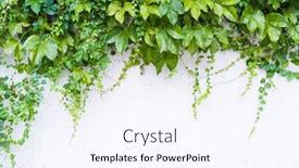  Presentation with ivy - Cool new slide deck with ivy-isolated-on-a-white backdrop and a sky blue colored foreground