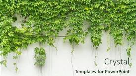  Presentation with ivy - Presentation theme consisting of ivy-isolated-on-a-white background and a sky blue colored foreground