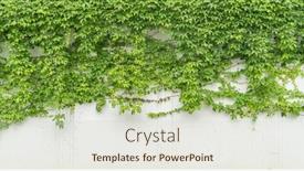  Presentation with ivy - Presentation design with ivy-isolated-on-a-white background and a soft green colored foreground