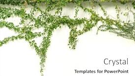  Presentation with ivy - Presentation consisting of ivy-isolated-on-a-white background and a white colored foreground