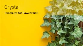  Presentation with ivy - Beautiful theme featuring ivy-isolated-on-a-yellow backdrop and a gold colored foreground