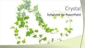  Presentation with ivy - PPT theme consisting of ivy-isolated-on-white-background background and a white colored foreground