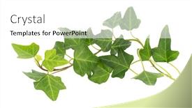  Presentation with ivy - Amazing PPT layouts having ivy-isolated-on-white-background backdrop and a white colored foreground