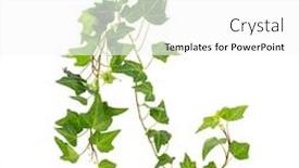  Presentation with ivy - Beautiful theme featuring ivy-isolated-on-white-background backdrop and a white colored foreground
