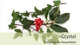  Presentation with christmas holly - Cool new slides with ivy leaf and holly leaf backdrop and a  colored foreground