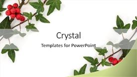  Presentation with holly - Colorful PPT theme enhanced with ivy leaf and holly leaf backdrop and a white colored foreground