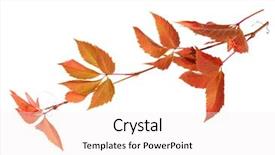  Presentation with autumn leaves - PPT theme enhanced with satellite dish transmission data with blue sky background background and a light gray colored foreground.