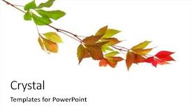  Presentation with fall leaves border white - PPT layouts enhanced with ivy leage - branch of autumn leaves isolated background and a white colored foreground