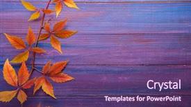 Presentation with autumn leaves - Slides having ivy leage - branch of colorful autumn leaves background and a violet colored foreground