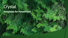  Presentation with ivy - Presentation theme featuring ivy leage - green plant tree background and a  colored foreground