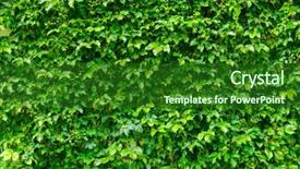  Presentation with plant - Cool new presentation theme with ivy leage - green plant wall backdrop and a  colored foreground
