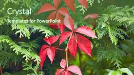  Presentation with virginia - Amazing PPT theme having ivy leage - red leaves of virginia creeper backdrop and a tawny brown colored foreground