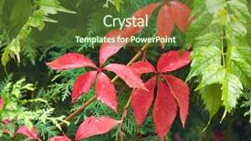  Presentation with virginia - Audience pleasing slides consisting of ivy leage - red leaves of virginia creeper backdrop and a tawny brown colored foreground