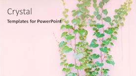 Presentation with ivy - Colorful presentation design enhanced with ivy-leaves-isolated-on-pink and a pink colored foreground