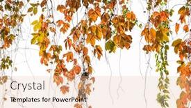  Presentation with ivy - Cool new slides with ivy leaves isolated on white backdrop and a lemonade colored foreground