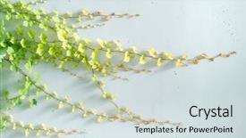  Presentation with ivy - Colorful presentation theme enhanced with ivy leaves isolated on white backdrop and a sky blue colored foreground