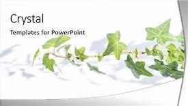  Presentation with poster on white wall above - Amazing PPT theme having ivy leaves isolated on white backdrop and a white colored foreground