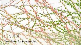  Presentation with ivy - Audience pleasing slides consisting of ivy leaves isolated on white backdrop and a lemonade colored foreground
