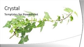  Presentation with ivy - Cool new PPT layouts with ivy leaves isolated on white backdrop and a white colored foreground